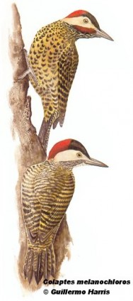 Carpintero real (Green-barred Woodpecker). 23cm. Colaptes melanochloros melanochloros. Dibujo. Fuente: 