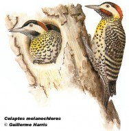Carpintero real (Green-barred Woodpecker). 23cm. Colaptes melanochloros melanolaimus. Dibujo. Fuente: 