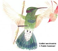 Colibrí mediano o picaflor de penacho purpúreo (white-vented Violetear). <p>12cm. Dibujo. Fuente: \\\