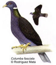Paloma Nuca Blanca (Band Tailed Pigeon). 37cm. Dibujo. Fuente: 