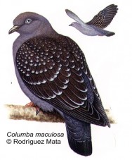 Paloma Manchada (Spot Winged Pigeon). 34cm. Dibujo. Fuente: 