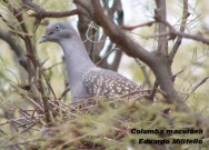 Paloma manchada (Spot-winged Pigeon). Foto tomada el 16/08/2005 en el Parque General San Mart&iacute;n, Mendoza.