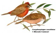 Brasita de fuego (Red-crested Finch). 13cm. Dibujo. Fuente: 