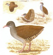 (c) Jorge Rodguez Mata. Tataup comn (Tataupa Tinamou). <p>Adulto, 24cm. Dibujo. Fuente: "Nueva Guía de las Aves Argentinas. M. Canevari et al. 1991. Fundación Acindar."</p>