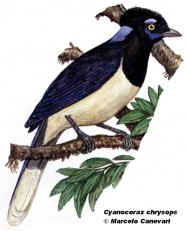 Urraca común (Plush-crested Jay). 30cm. Dibujo. Fuente: 