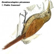 Trepador colorado (Black-banded Woodcreeper). <p>30cm. Dibujo. Fuente: \