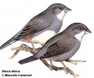 Diuca común (Common Diuca-finch). Dibujo. Fuente: 