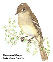 Fiofío común (White-crested Elaenia). 15cm. Dibujo. Fuente: 