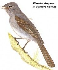 Fiofío plomizo (Slaty Elaenia). <p>16cm. Dibujo. Fuente: \\\