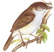 (c) Marcelo Canevari. Mosqueta de corona casta�a (Tawny-crowned Pygmy-tyrant). <p>11cm. Dibujo. Fuente: "Nueva Gu&iacute;a de las Aves Argentinas. M. Canevari et al. 1991. Fundaci&oacute;n Acindar."</p>
