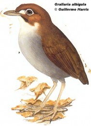 Chululú mediano o de cabeza rojiza (White-throated Antpitta). <p>20cm. Dibujo. Fuente: \\\