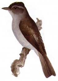 (c) Guillermo Harris. Tuquito gris (Crowned Slaty-flycatcher). <p>17cm. Dibujo. Fuente: "Nueva Gu&iacute;a de las Aves Argentinas. M. Canevari et al. 1991. Fundaci&oacute;n Acindar."</p>