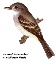 Burlisto chico oliváceo (Eulers Flycatcher). 13cm. Dibujo. Fuente: 