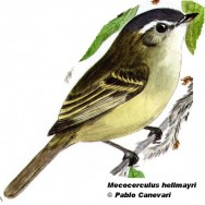 Tachurí enano (Buff-banded Tyrannulet). <p>10cm. Dibujo. Fuente: \\\