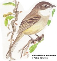 Tachur&iacute; de anteojos (White-throated Tyrannulet). 13cm. Dibujo. Fuente: 
