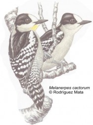 Carpintero de los Cardones (White Fronted Woodpecker). 18cm. Dibujo. Fuente: 