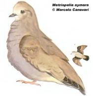Palomita de alas doradas (Golden-spoted Ground-Dove). 18cm. Dibujo. Fuente: 
