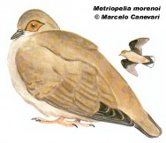 Palomita de ojos desnudos (Moreno s Barefaced Ground-Dove). 18cm. Dibujo. Fuente: 