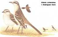 Calandria común (Chalk-browed Mockingbird). 27cm. Dibujo. Fuente: 
