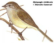 Fiofío chico de corona amarilla (Greenish Elaenia). <p>14cm. Dibujo. Fuente: \