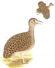 (c) Jorge Rodr�guez Mata. Inamb� montaraz (Brushland Tinamou). <p>Adulto, 32cm. Dibujo. Fuente: "Nueva Gu&iacute;a de las Aves Argentinas. M. Canevari et al. 1991. Fundaci&oacute;n Acindar."</p>