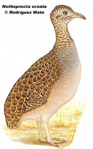 Inamb&uacute; serrano grande (Ornate Tinamou). 37cm. Dibujo. Fuente: 