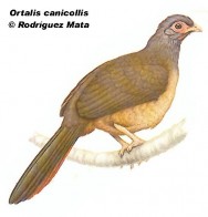 Charata (Chaco Chachalaca). 53cm. Dibujo. Fuente: 