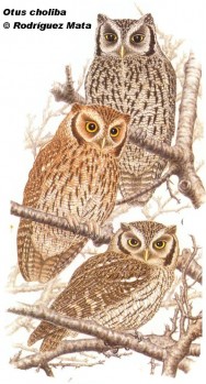 Alilicucu común (Tropical Screech-owl). 22cm. Dibujo. Fuente: 