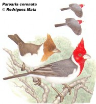 Cardenal com&uacute;n (Red-crested Cardinal). 19cm. Dibujo. Fuente: 