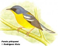 Pitiayum&iacute; (Tropical Parula). 10cm. Dibujo. Fuente: 