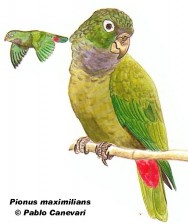 Loro choclero o maitaca (Scaly-headed Parrot). 29cm. Dibujo. Fuente: 