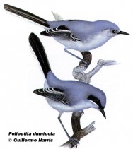 Tacuarita azul (Masked Gnatcatcher). 13cm. Dibujo. Fuente: 