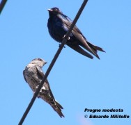 Golondrina negra (Southern Martin). Foto tomada el 12/10/2005 en Guaymallén, Mendoza.