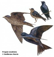 Golondrina negra (Southern Martin). 20cm. Dibujo. Fuente: 