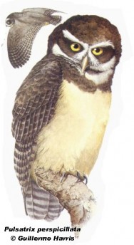 Lechuz&oacute;n grande de collar (Spectacled Owl). 46cm. Dibujo. Fuente: 
