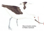 Avoceta Andina (Andean Avocet). 45cm. Dibujo. Fuente: 