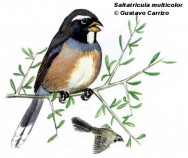 Pepitero chico (Many-colored Chaco-finch). 18cm. Dibujo. Fuente: 