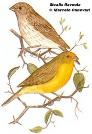 Jilguero común (Saffron Finch). 12cm. Dibujo. Fuente: 