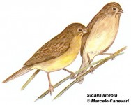 Misto (Grassland Yellow-finch). 11cm. Dibujo. Fuente: 