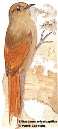 Tarefero (Olivaceus Woodcreeper). 17cm. Dibujo. Fuente: 
