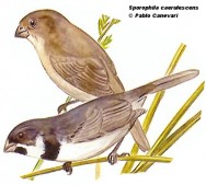 Corbatita común (Double-collared Seedeater). 11cm. Dibujo. Fuente: 