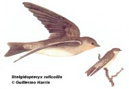 Golondrina canela (Rough-winged Swallow). 14cm. Dibujo. Fuente: 