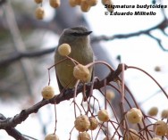 Calandrita (Greater Wagtail-tyrant). Foto tomada el 16/08/2005 en el Parque General San Mart&iacute;n, Mendoza.