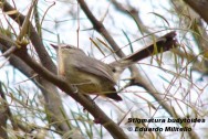 Calandrita (Greater Wagtail-tyrant). Foto tomada el 16/08/2005 en el Parque General San Mart&iacute;n, Mendoza.