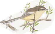 (c) Pablo Canevari. Rabicano o calandrita (Greater Wagtail-tyrant). <p>14cm. Dibujo. Fuente: "Nueva Gu&iacute;a de las Aves Argentinas. M. Canevari et al. 1991. Fundaci&oacute;n Acindar."</p>