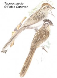 Cresp&iacute;n (Striped Cuckoo). 27cm. Dibujo. Fuente: 