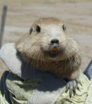 (c) Paula Taraborelli. Tojo. MN Laguna de los Pozuelos. <p>Tuco-tuco, estudio de telemetr&iacute;a. MN Laguna de los Pozuelos</p>