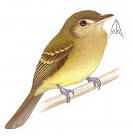 (c) Jorge Rodr�guez Mata. Picochato oliv�ceo (Yellow-olive Flycatcher). <p>14cm. Dibujo. Fuente: \