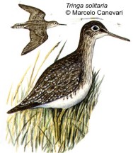 Chorlito solitario (Solitary Sandpiper). 19cm. Dibujo. Fuente: 
