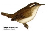 Ratona de ceja blanca (Mountain Wren). 11cm. Dibujo. Fuente: 